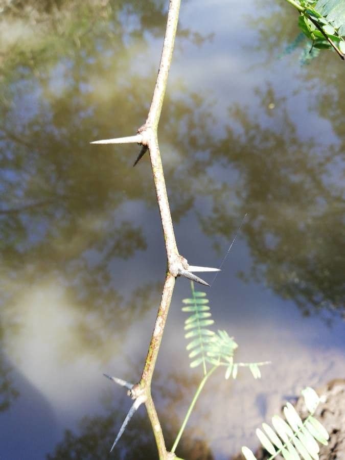 Prosopis 23
