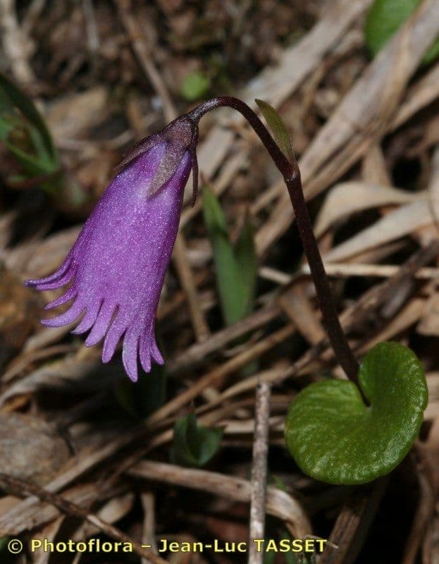 Zwerg-Glockenblume 18