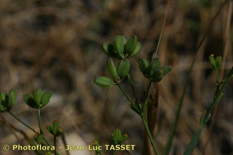 Bupleurum 3