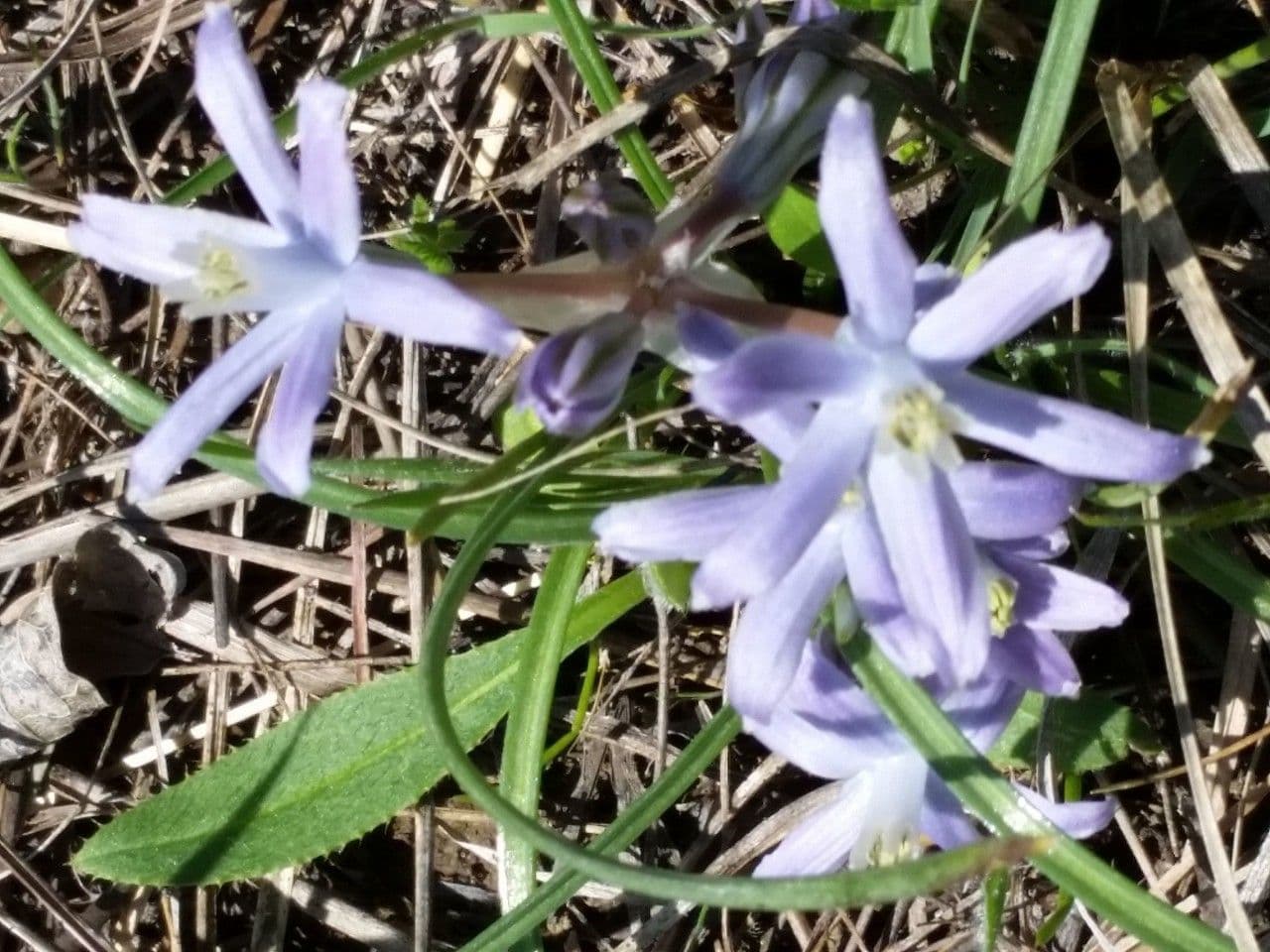 Androstephium 3