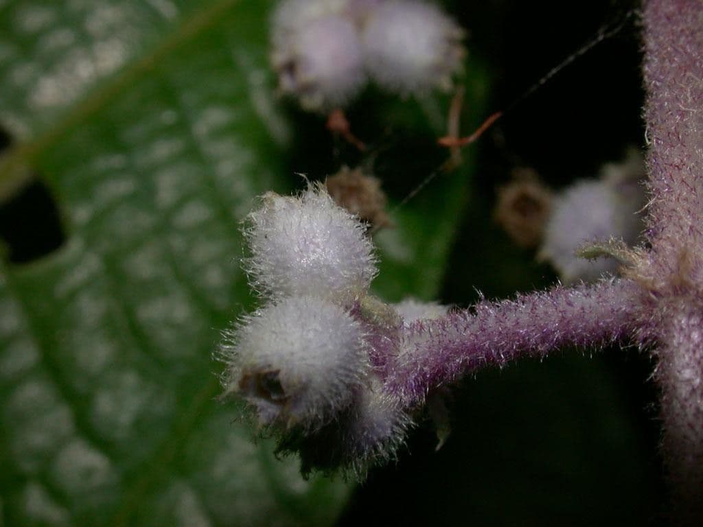 Miconia 2