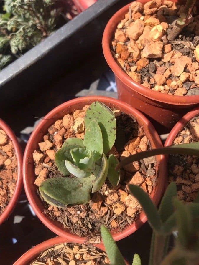 Kalanchoe 13