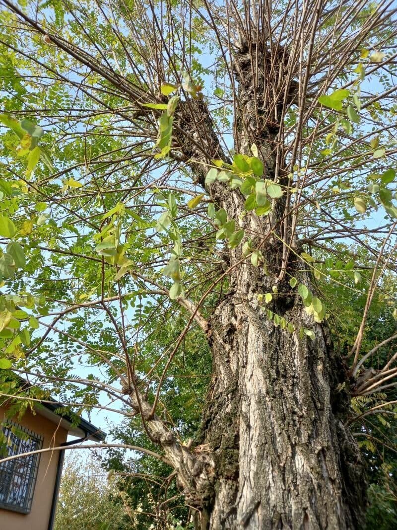 Robinia ispida 19