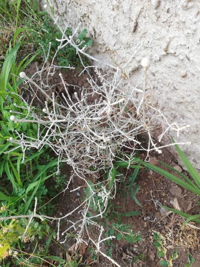 Yucca-Buckwheat 9