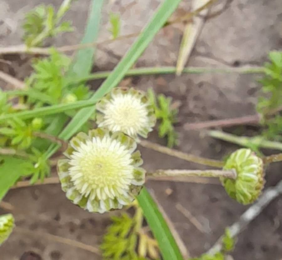 Cotula australis 8