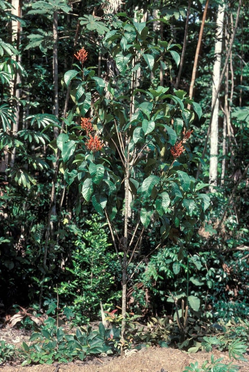 Isertia 11