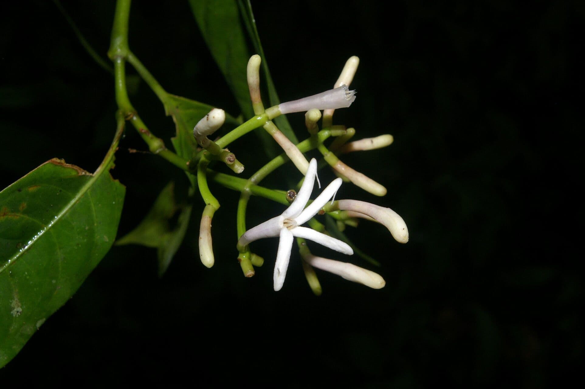Palicourea 2