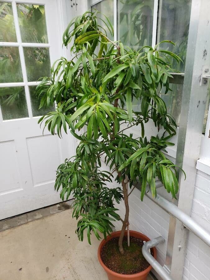 Podocarpus