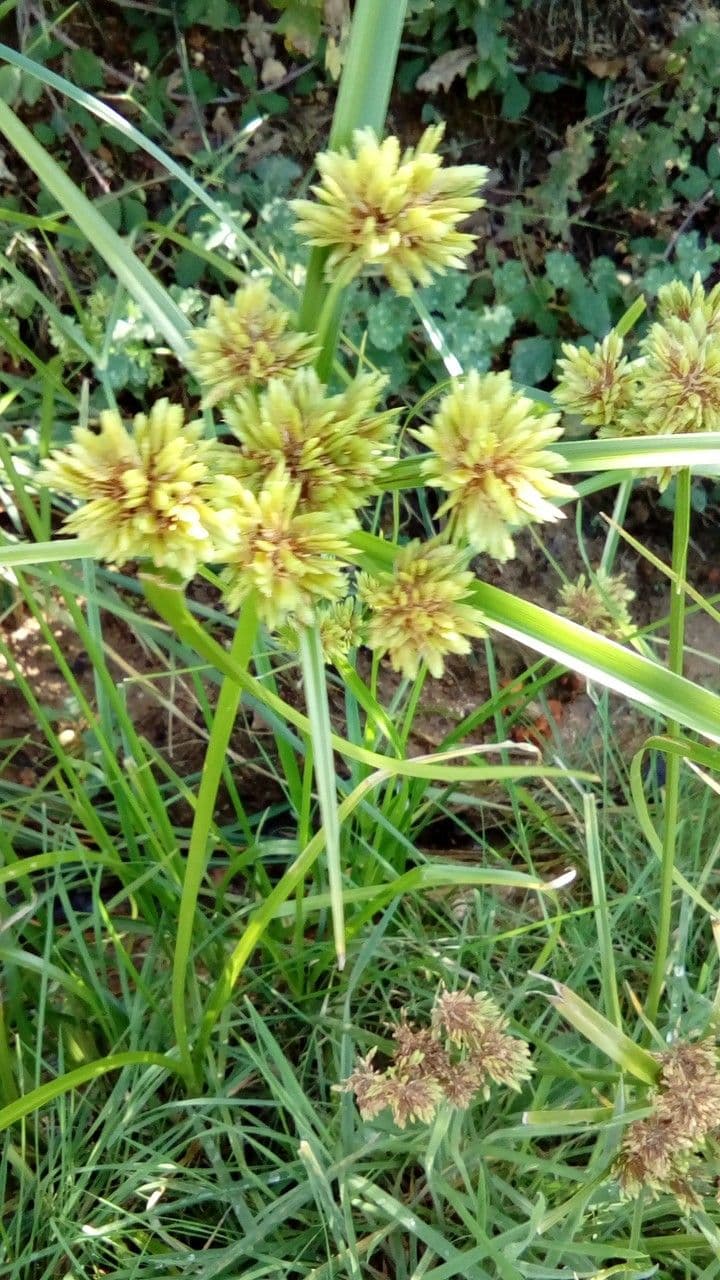 Zigolo difforme 15