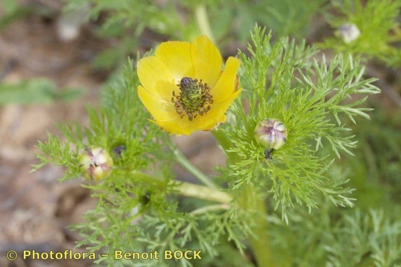 Adonis microcarpa 22