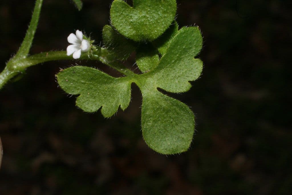 Nemophila 13