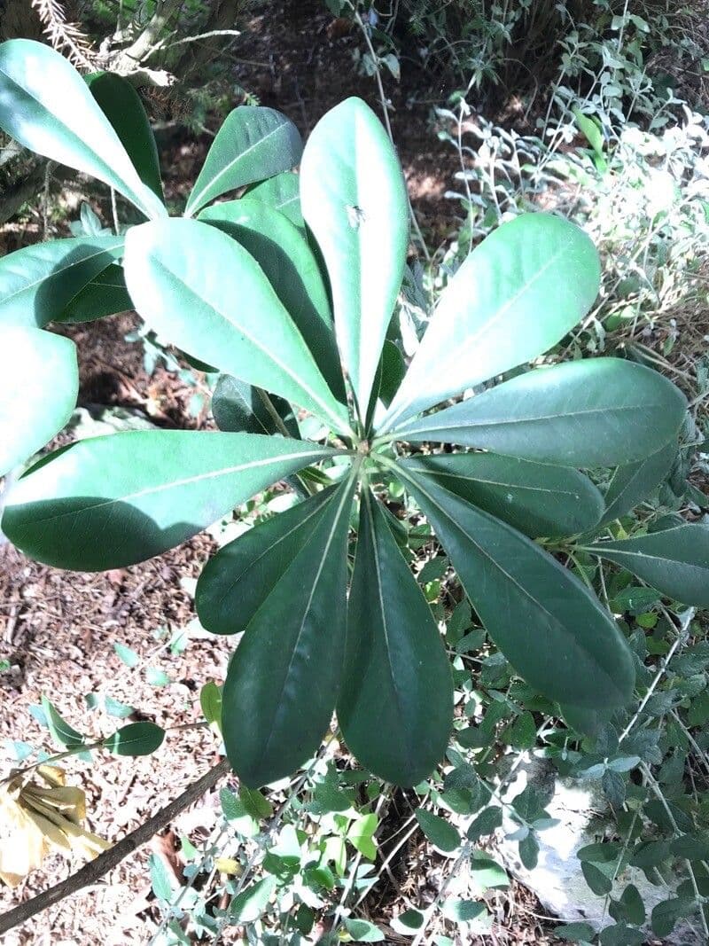 Pittosporum 4