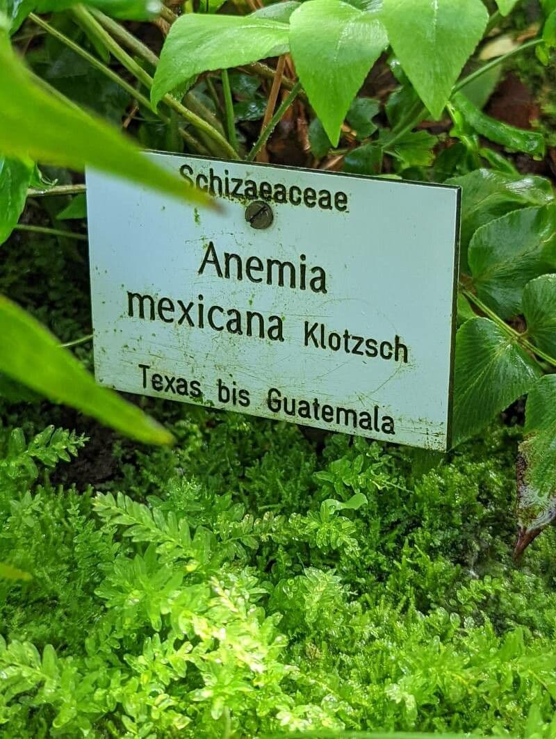 Anemia 15