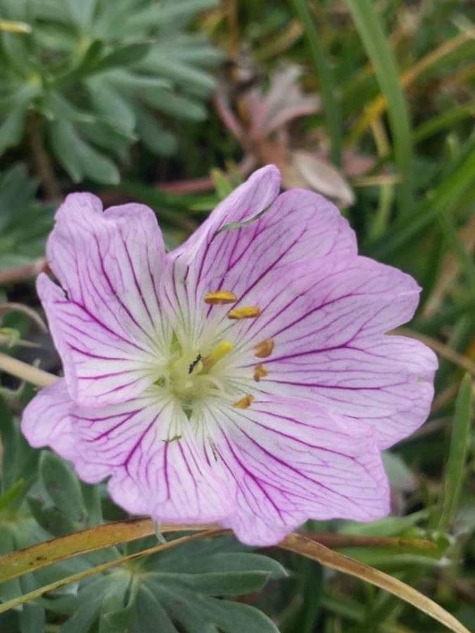 Grauer Storchschnabel 4