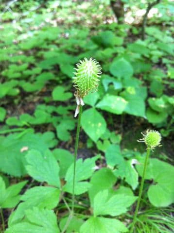 Anemone della Virginia 2