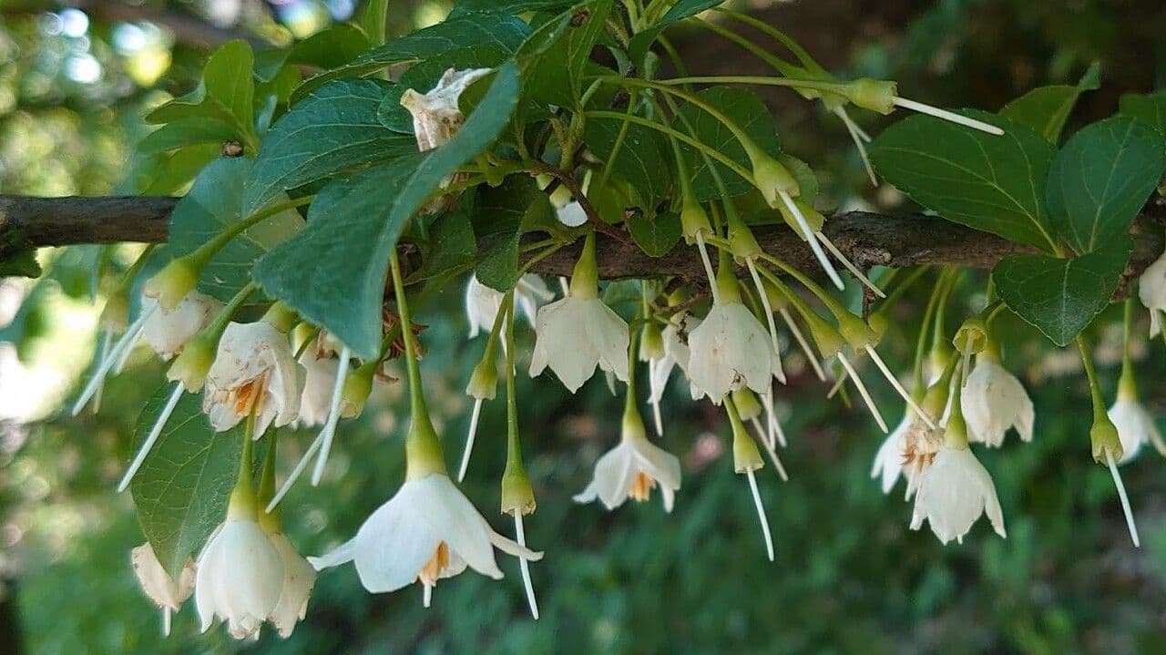 Styrax japonicus 7