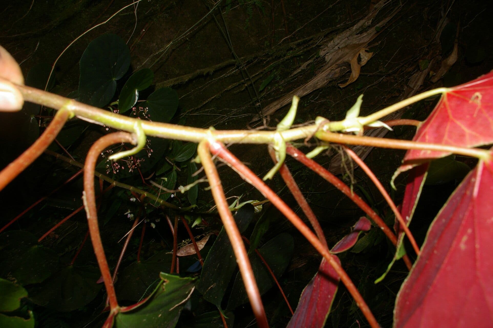 Begonia 16
