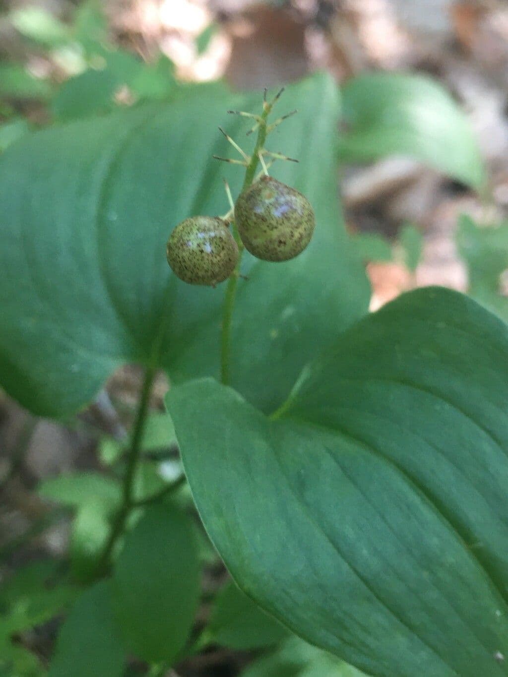 Mayantemo