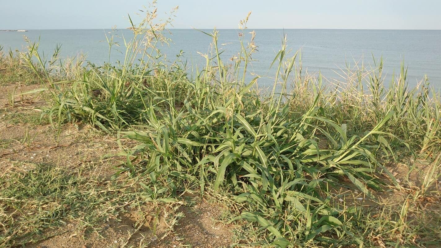 Čirok halepský 12