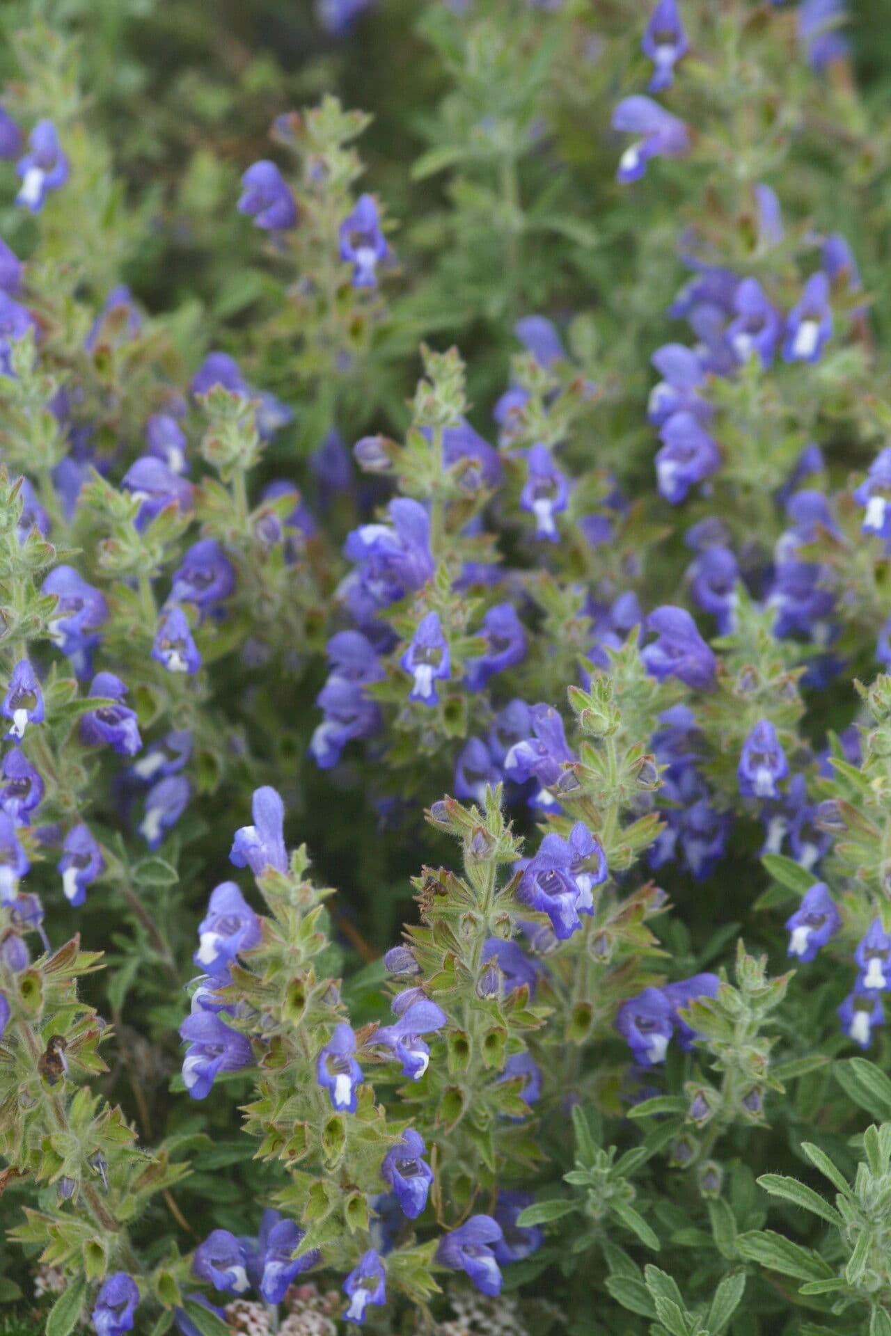 Salvia 2