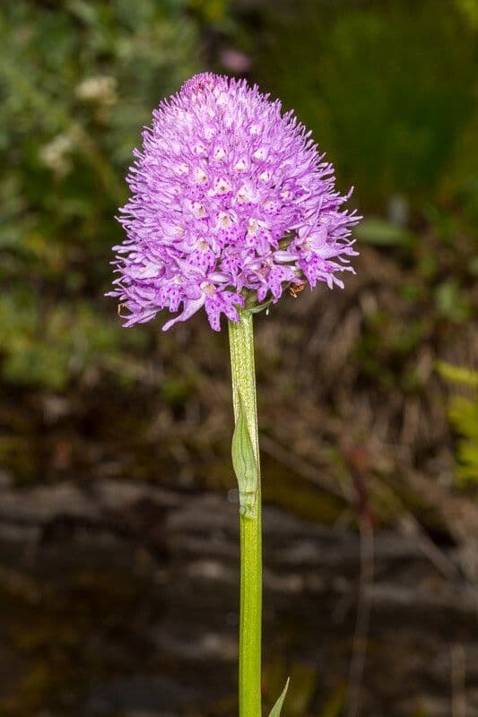 Kugelorchis 17