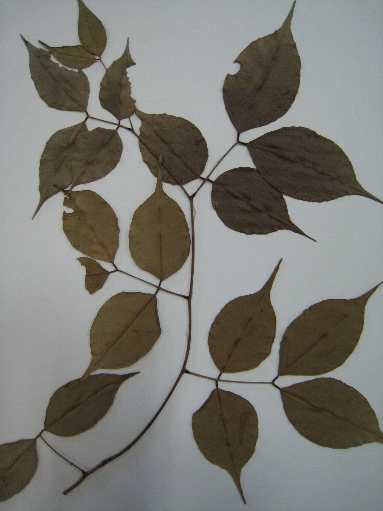 Macrolobium