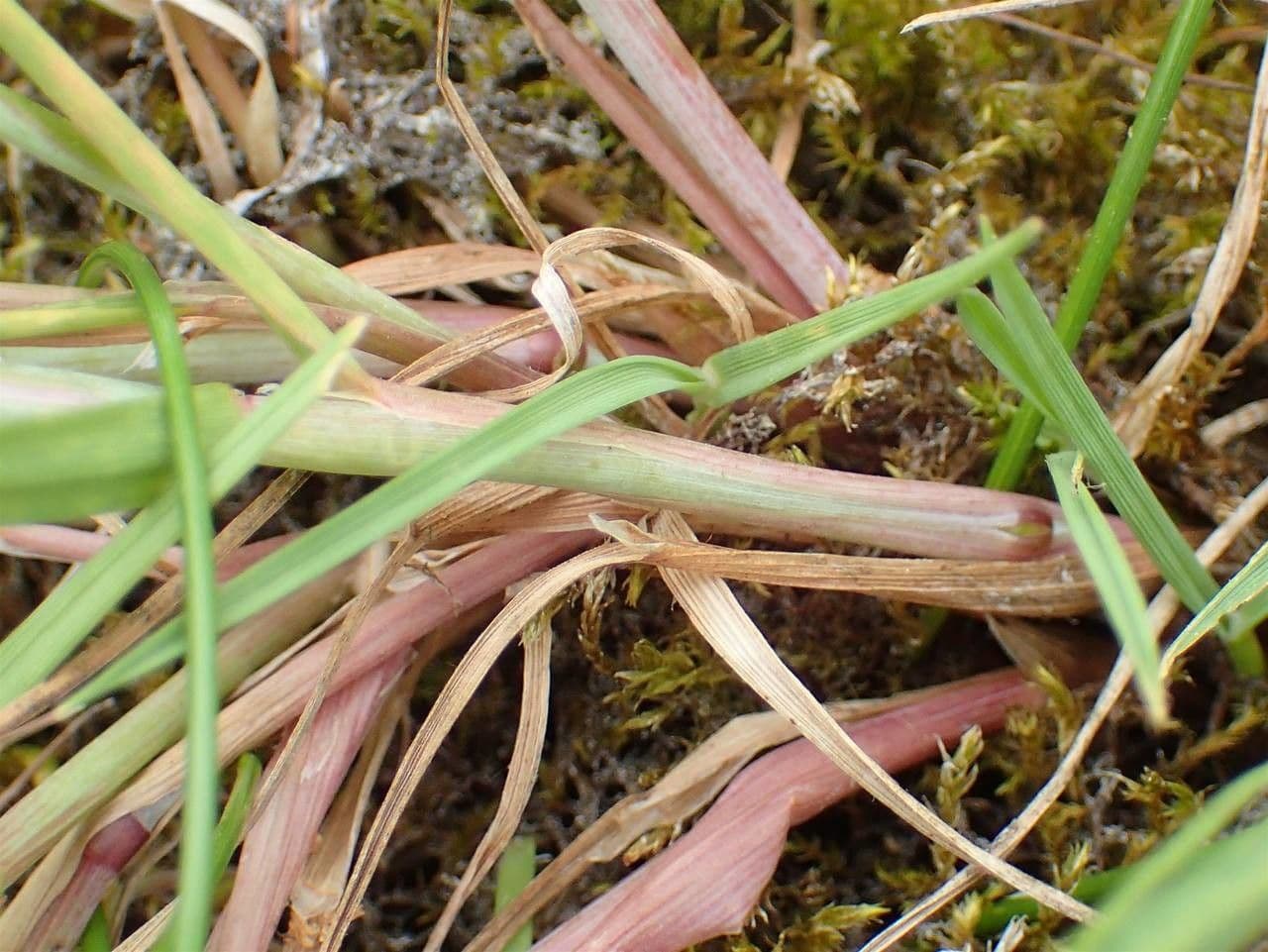 Marsh foxtail 14