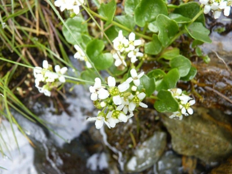 Cochlearia pyrenaica