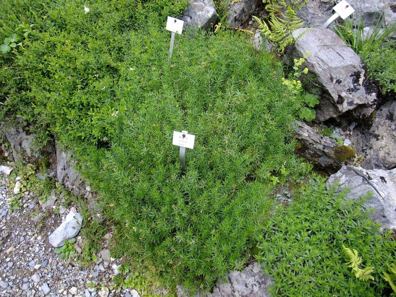 Asperula 3