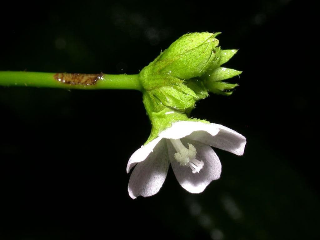 Pavonia di Schiede 5