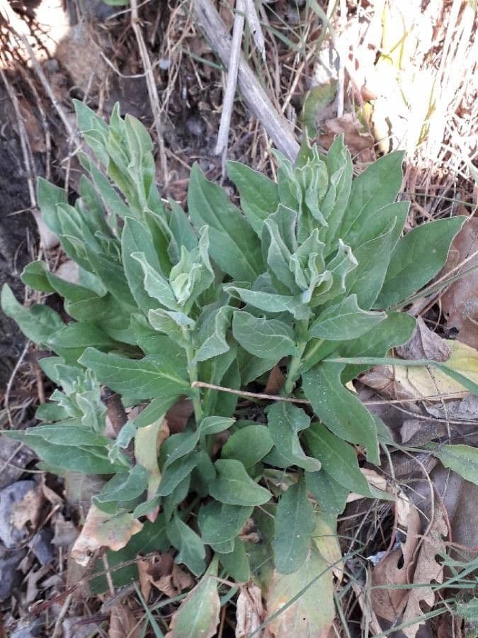 Draba 19
