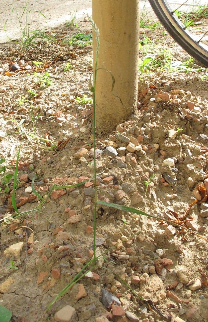 Jílek mnohokvětý 17