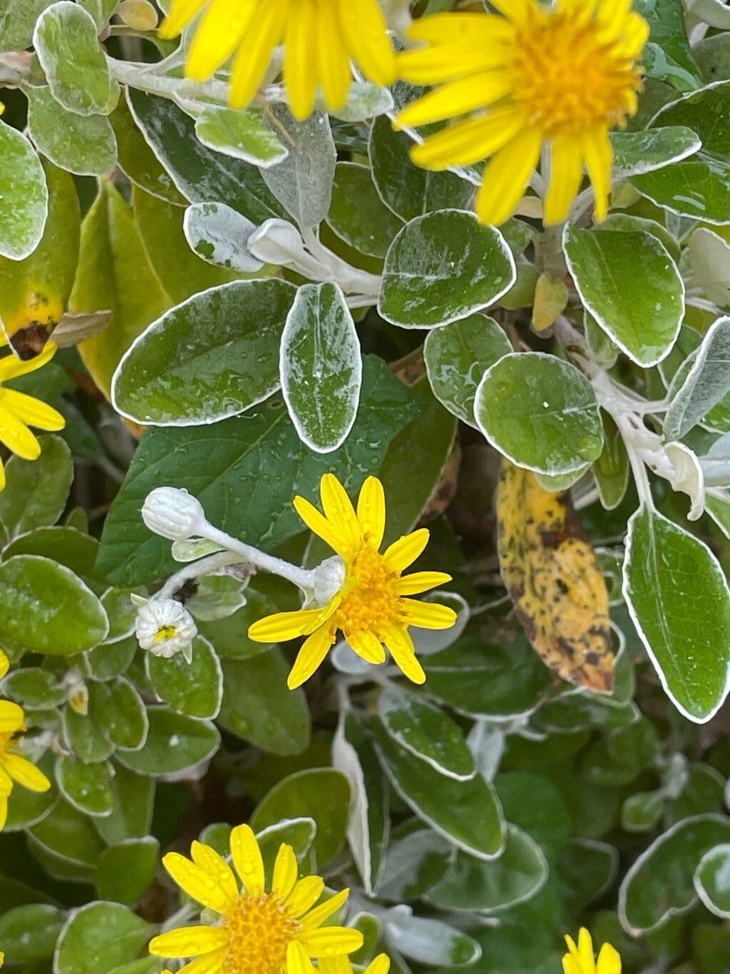 Brachyglottis 7