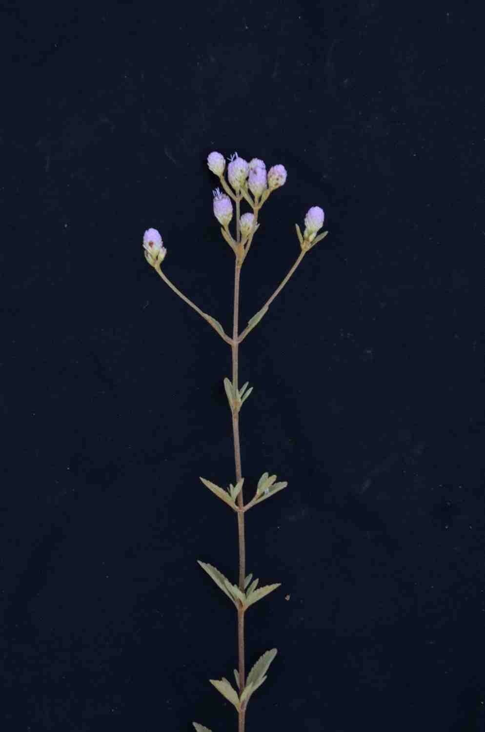 Chromolaena horminoides 7
