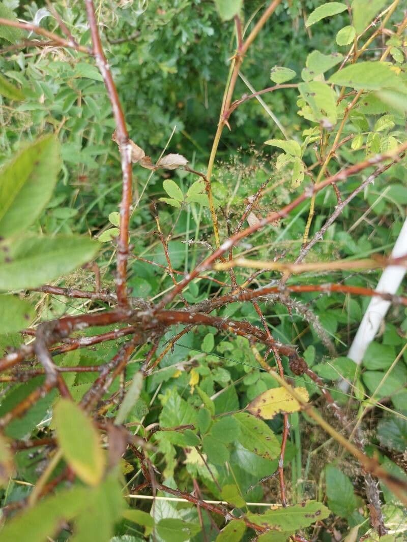 Rosa di maggio 15