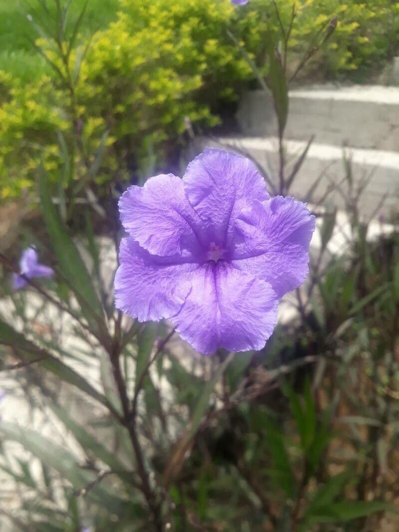 Ruellia tuberoso 2