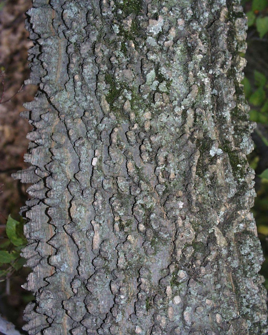 Dwarf hackberry 8