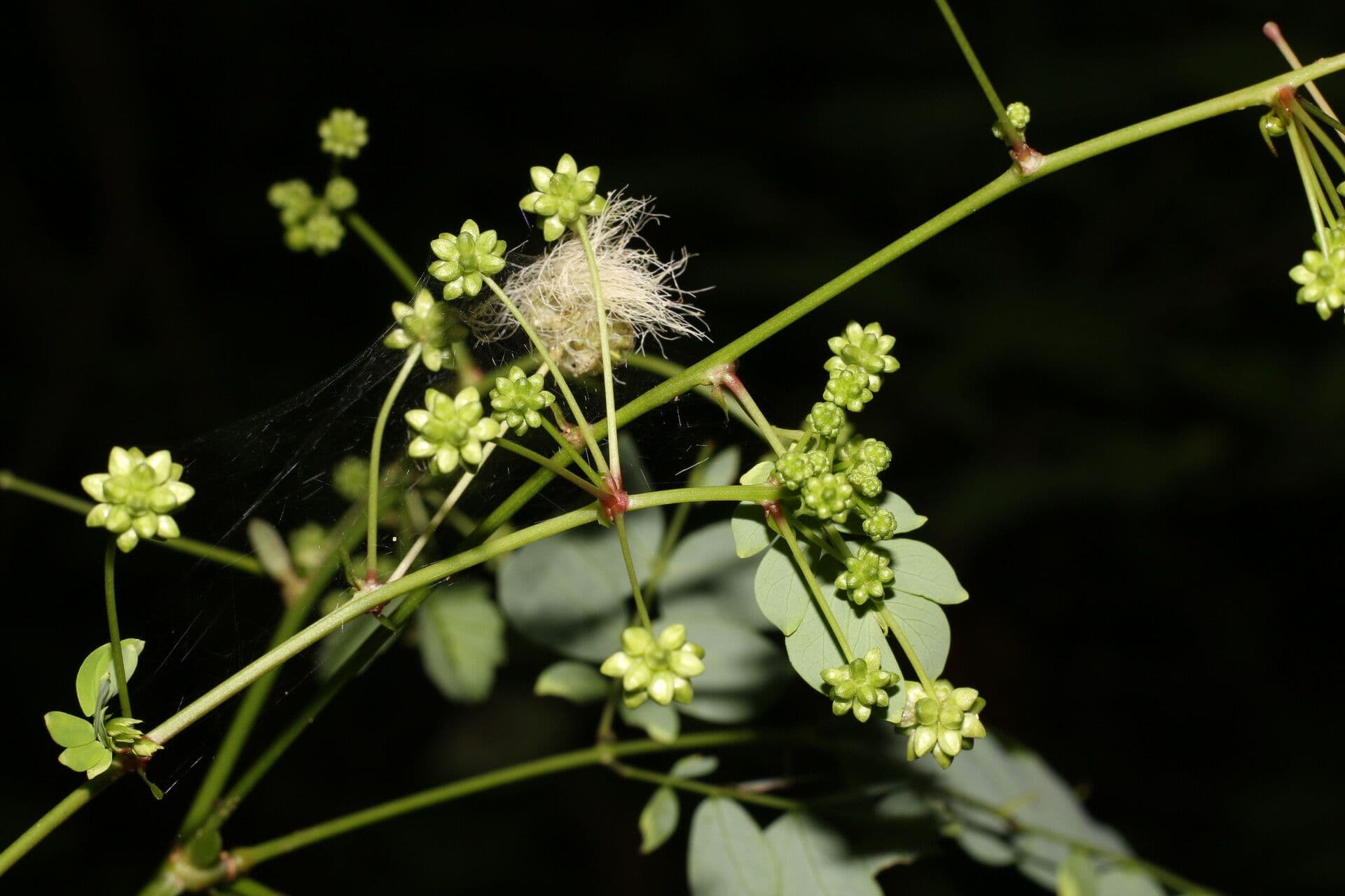 Schott's stickpea 14