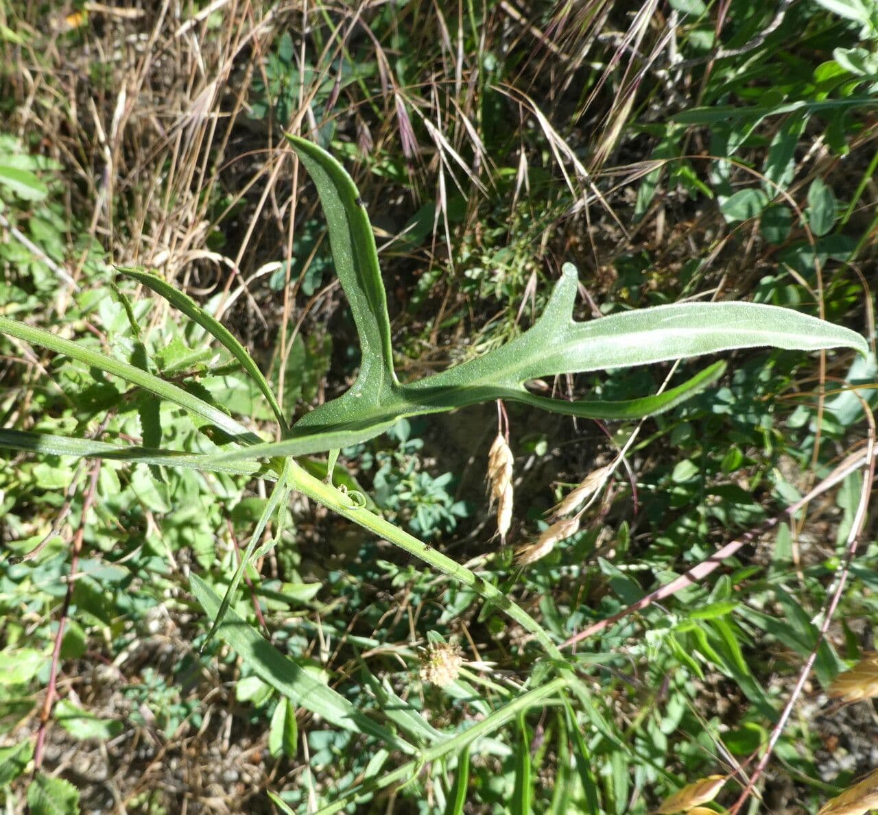 Centaurea vedovina 25