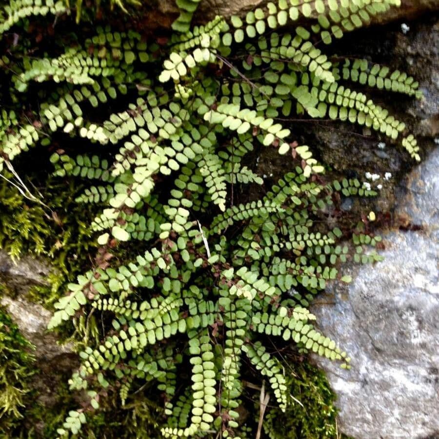 Erba rugginina 14