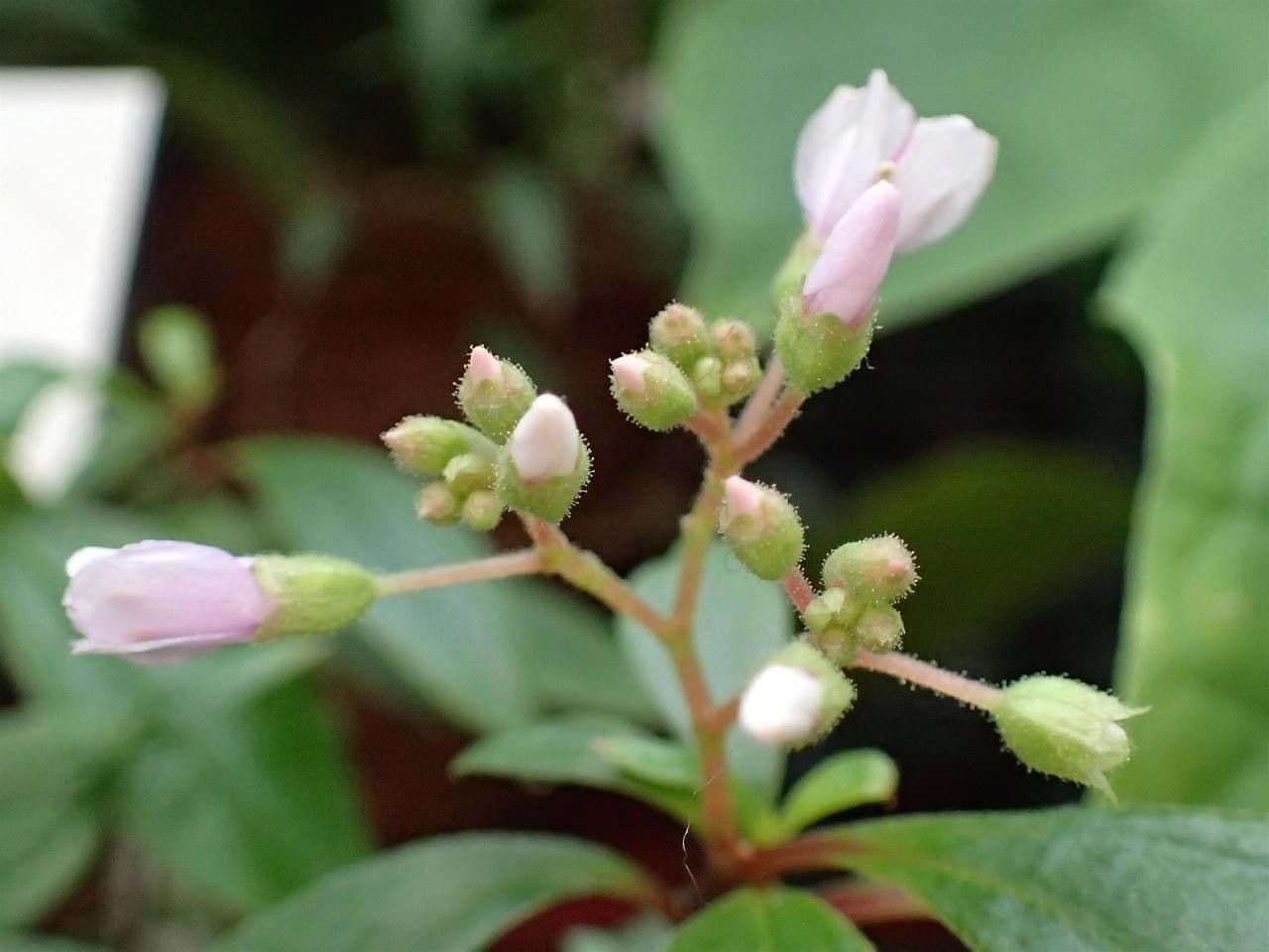 Centradenia 6