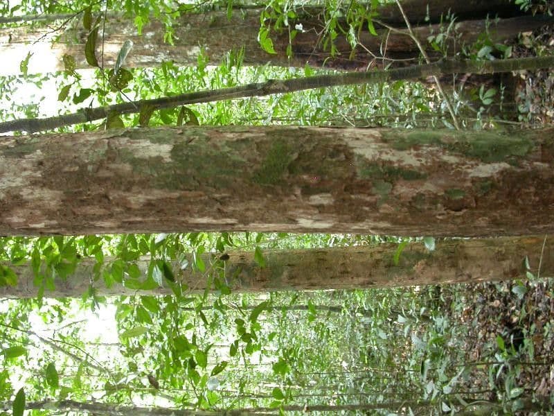 Pouteria frangiata 5