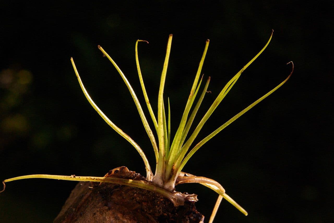 Calamaria a spore spinulose