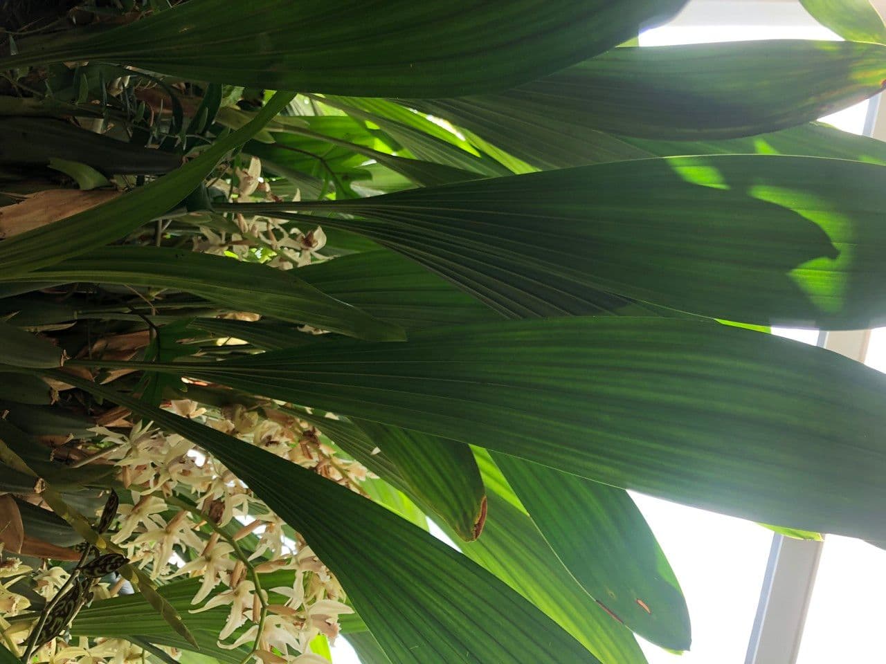 Coelogyne 7