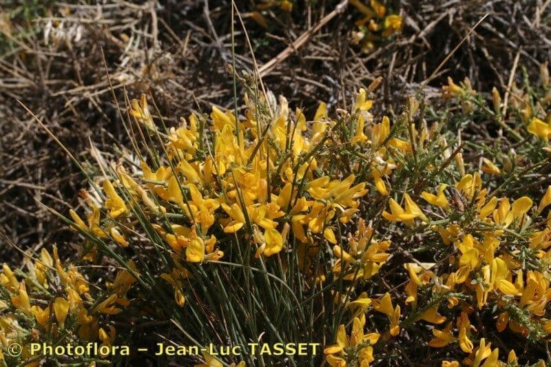 Genista