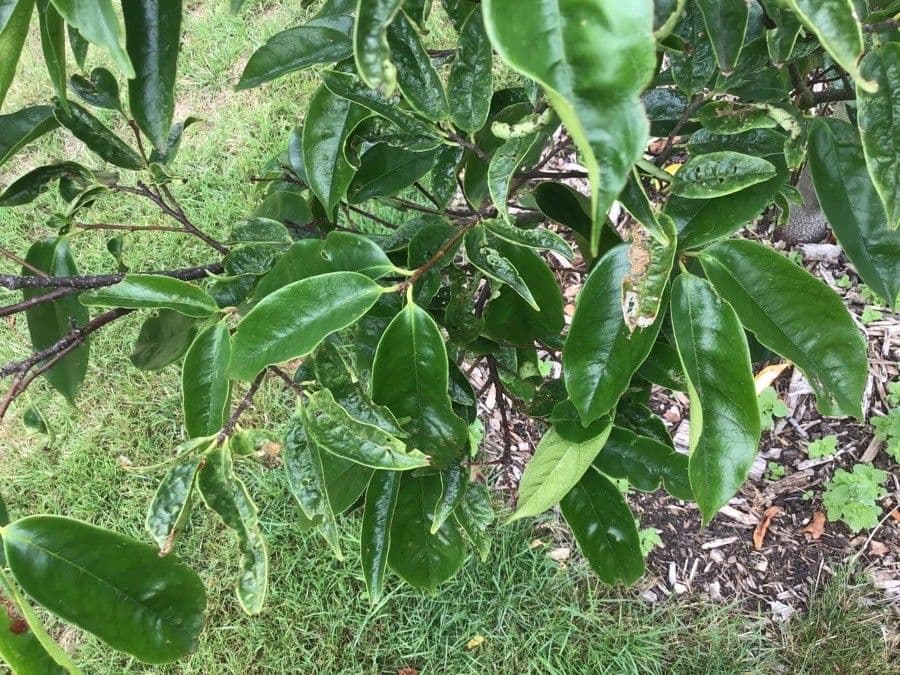 Prunus
