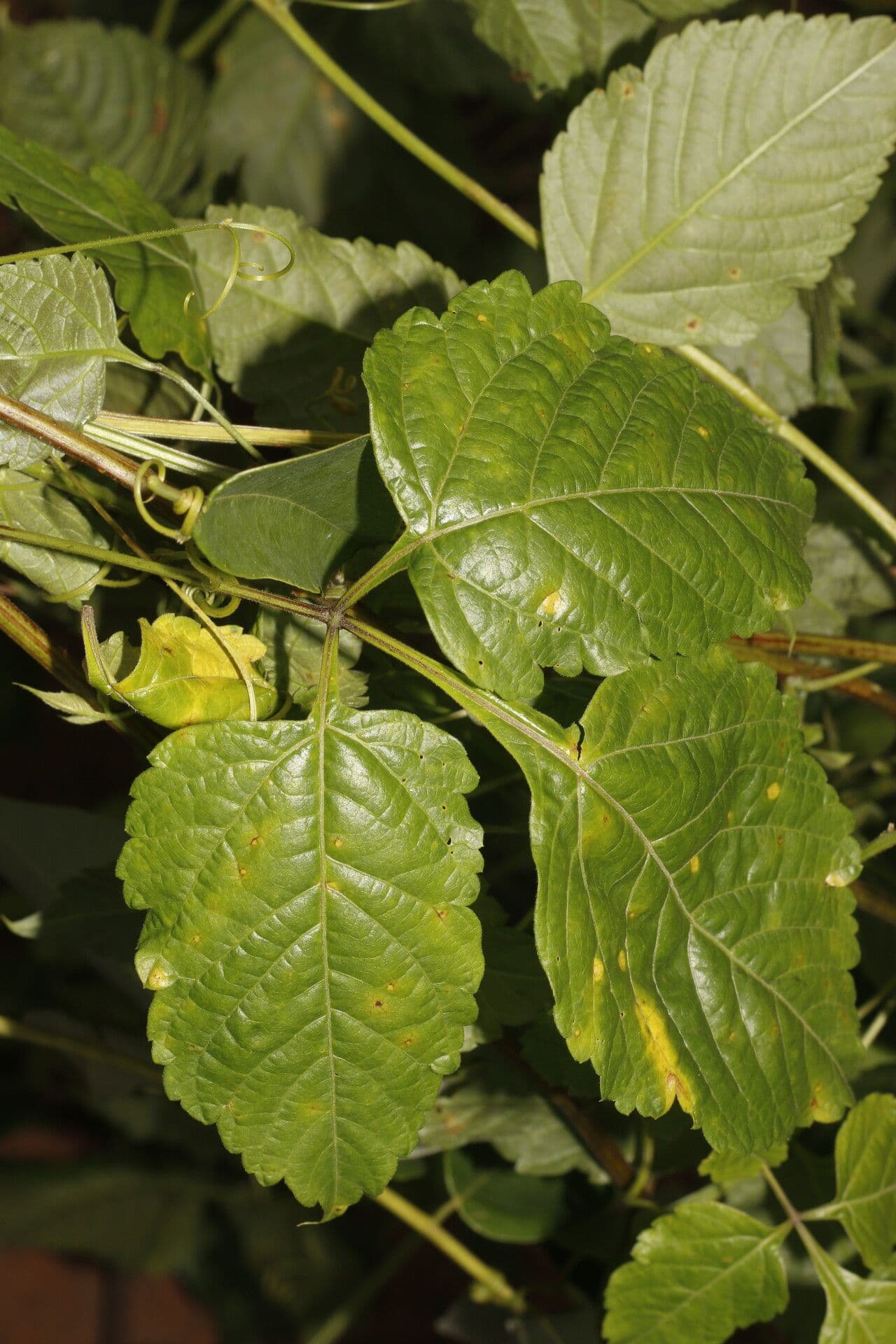 Urvillea 5