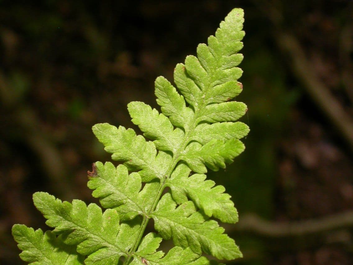 Cystopteris 6