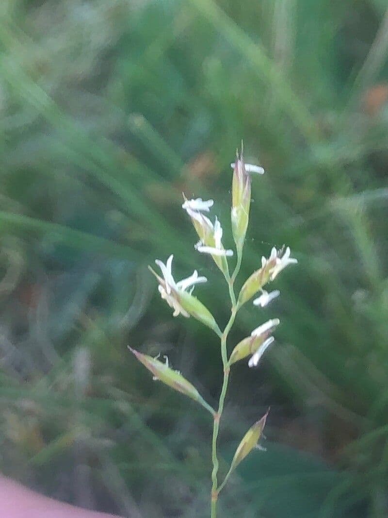 Festuca indigesta