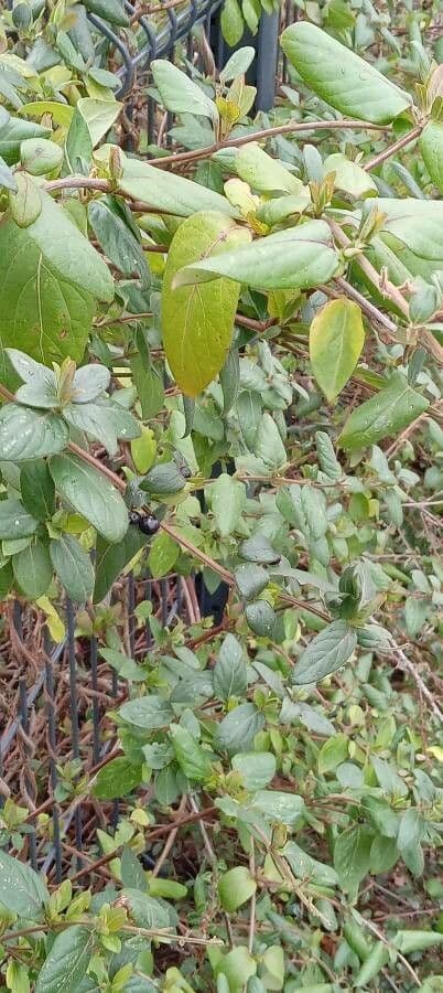Caprifoglio giapponese 13